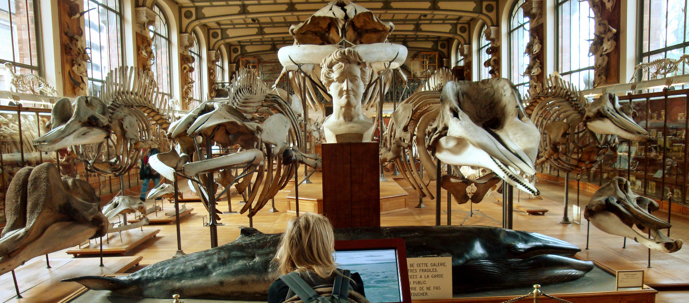Anatomia